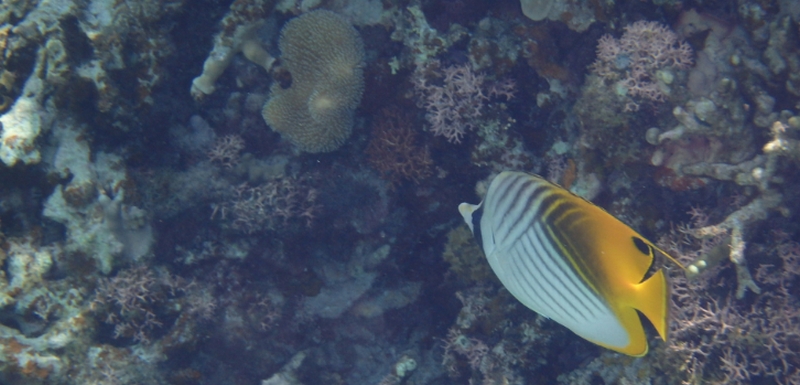 �`���b�Ɣ������������A��x�ɐ��ߏグ��ysyoss�J���[�W�F�j�b�N�z
���T�C�g